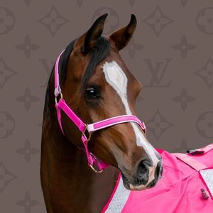 Meet your Posher, Kerri